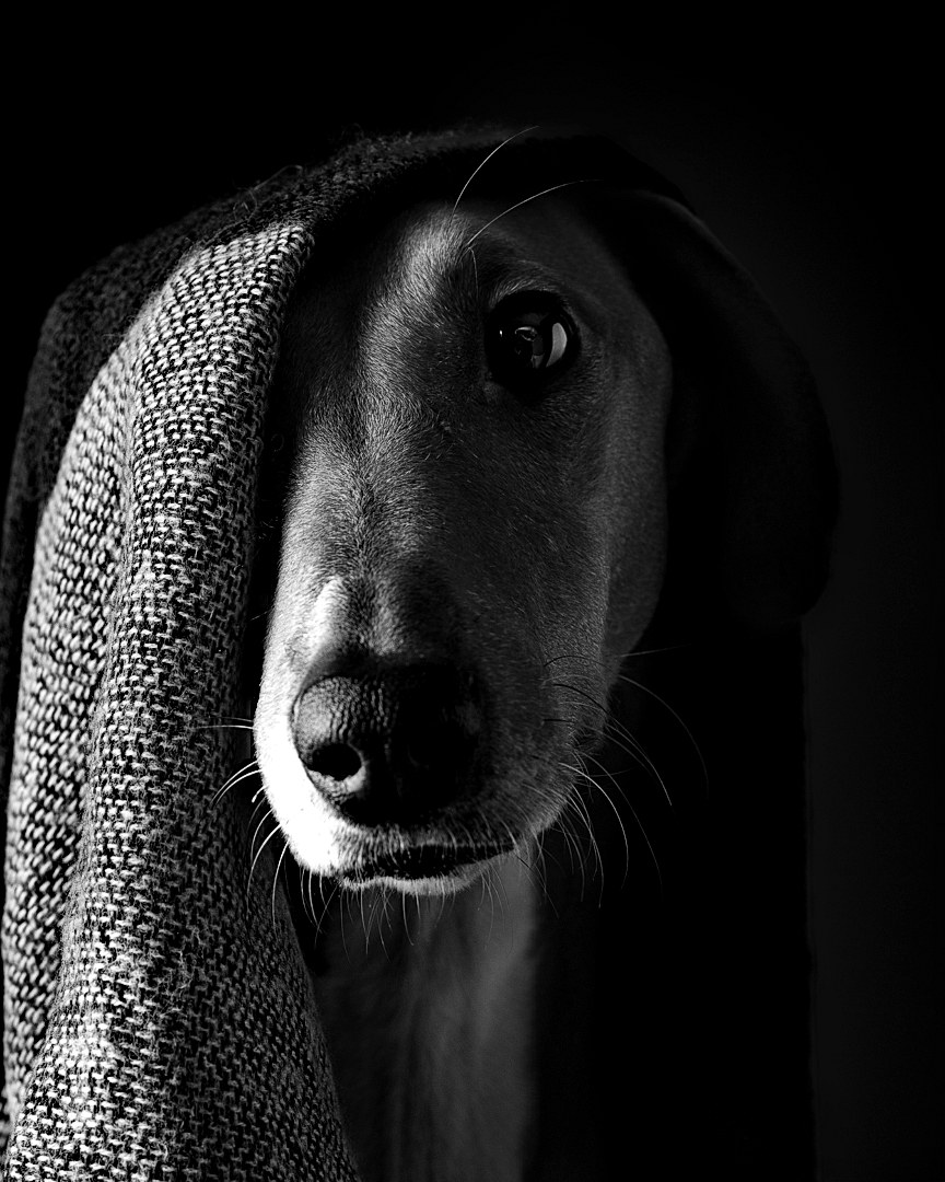 Azawakh de profil — portrait fine art en noir et blanc