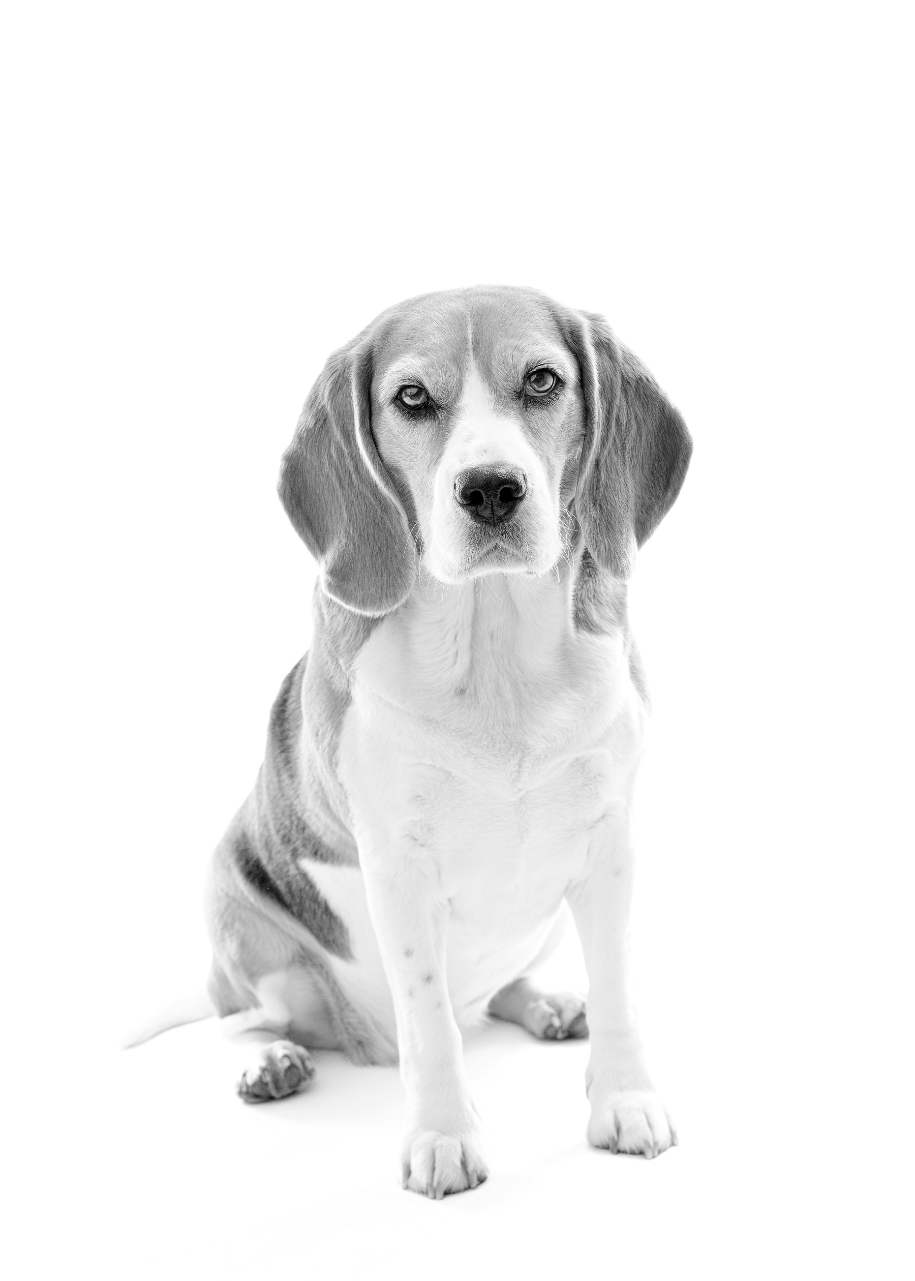 Beagle assis — studio high key en noir et blanc