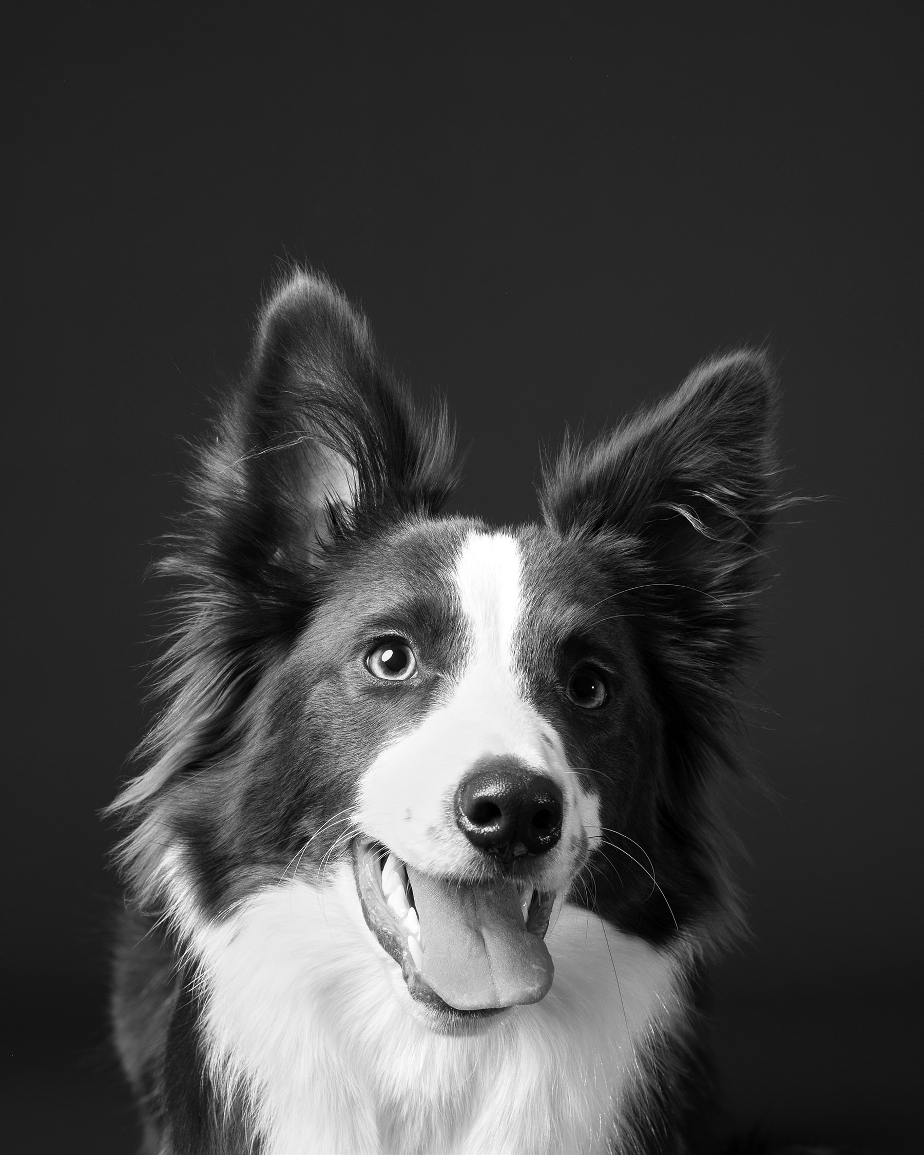 Beagle en studio — high key noir et blanc