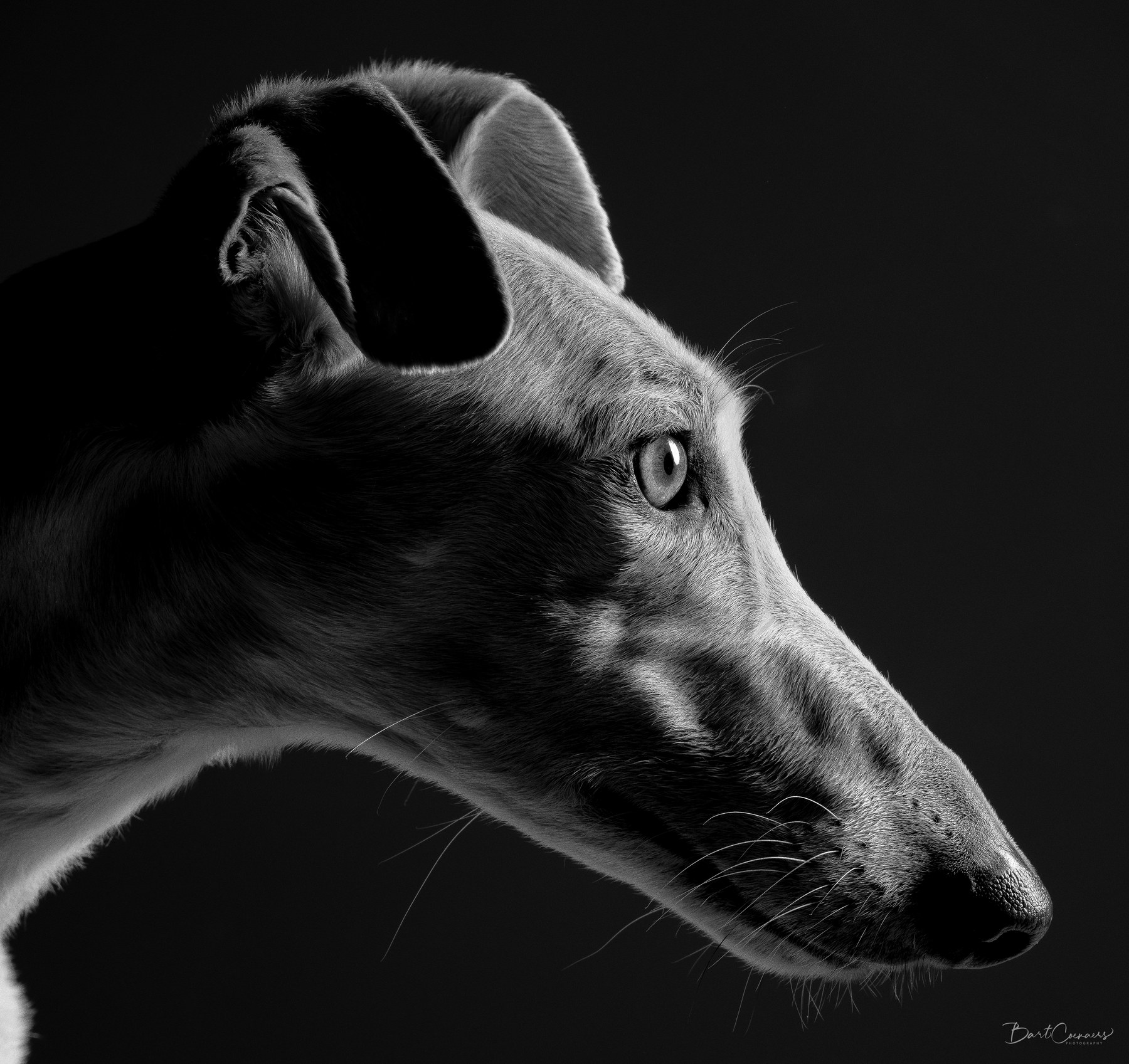 Galgo de profil — fine art noir et blanc