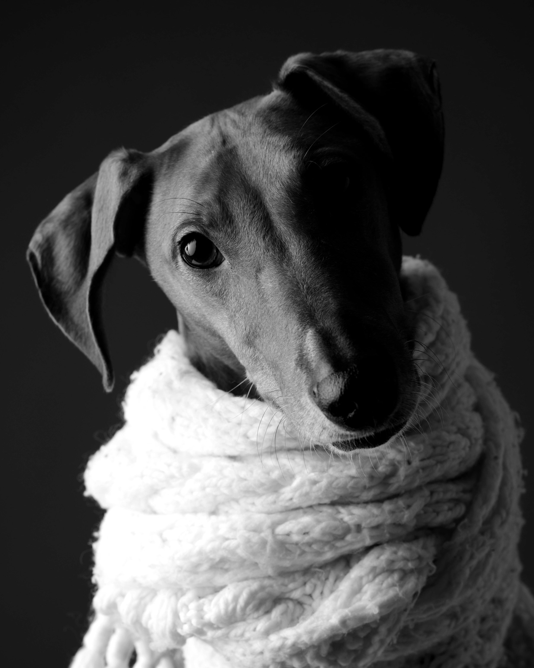 Galgo en écharpe crème — studio noir et blanc