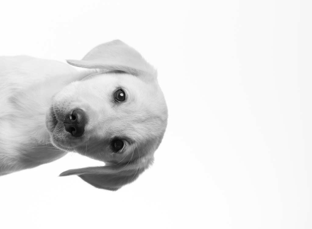 Greyhound de profil — studio noir et blanc