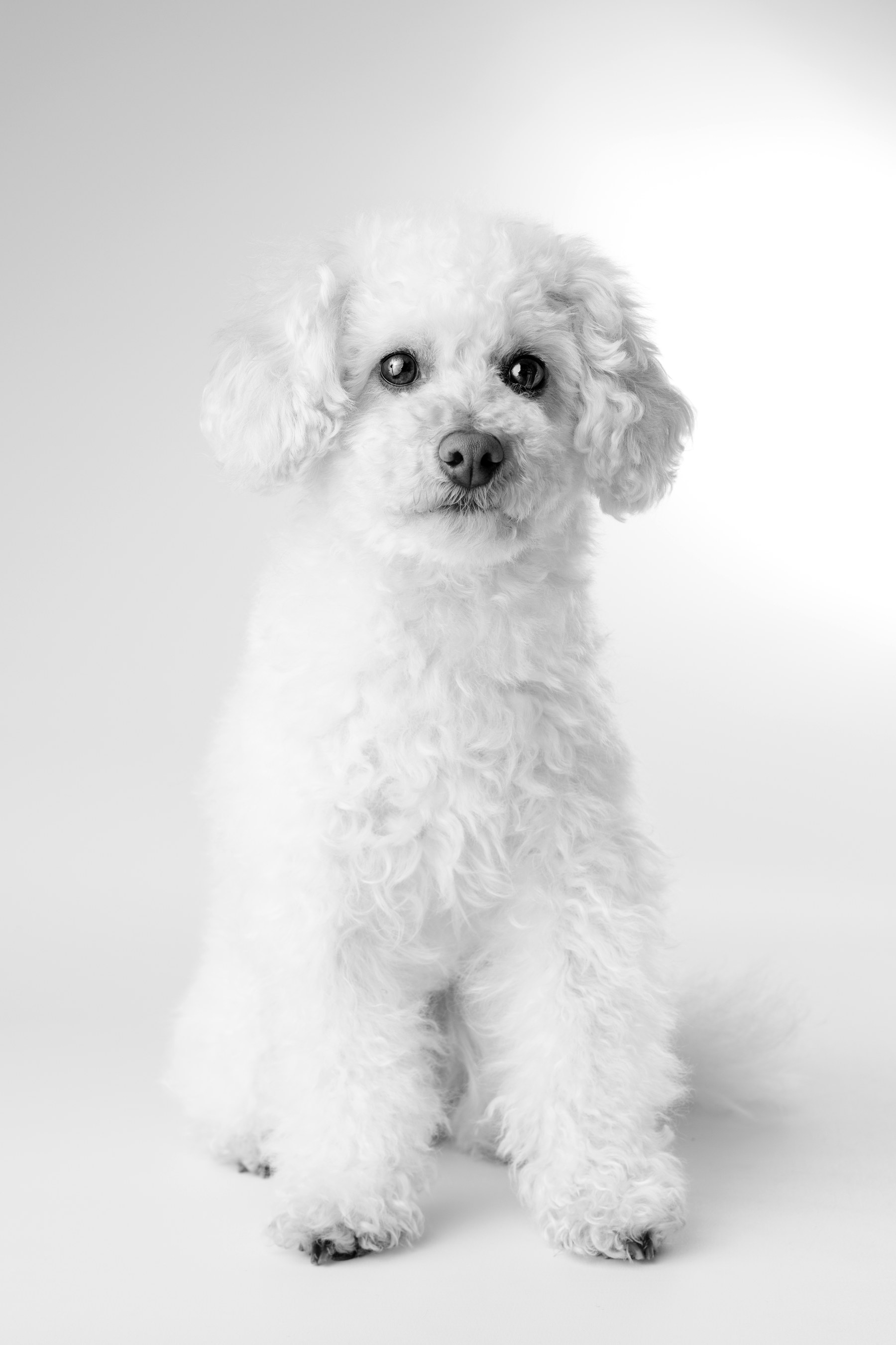 Caniche blanc — studio high key en noir et blanc