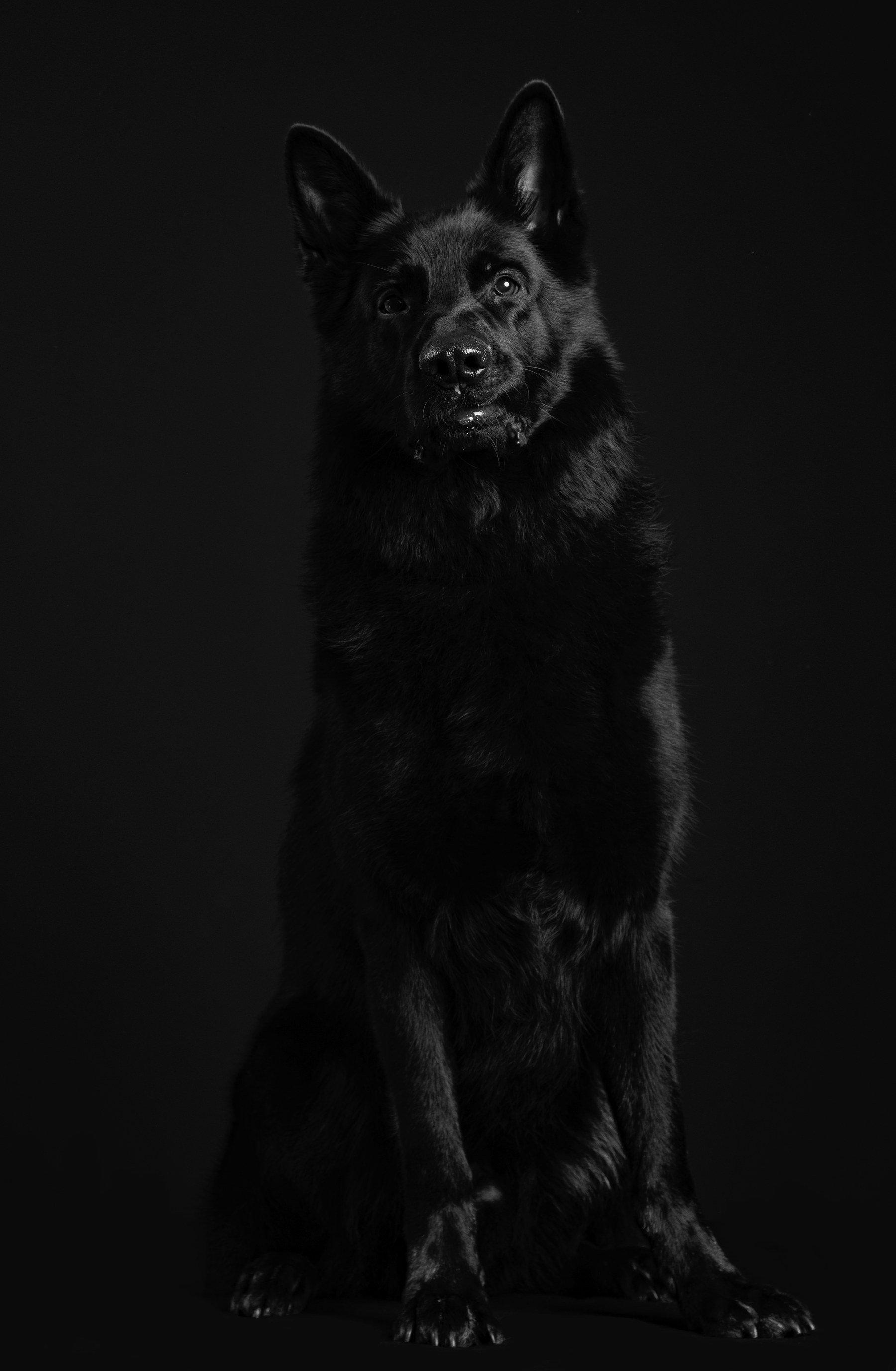 Whippet avec collier ornemental — portrait studio en noir et blanc